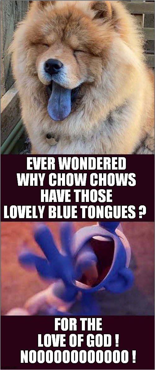 Lovely Tasty Smurfs ! | EVER WONDERED WHY CHOW CHOWS
HAVE THOSE LOVELY BLUE TONGUES ? FOR THE LOVE OF GOD !
NOOOOOOOOOOOO ! | image tagged in smurfs,chow chow,blue,dogs | made w/ Imgflip meme maker