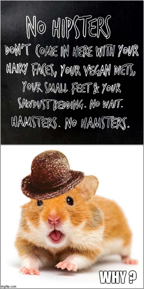 Hipster Hamster Hatred ! | WHY ? | image tagged in hipster,hamster,hatred | made w/ Imgflip meme maker