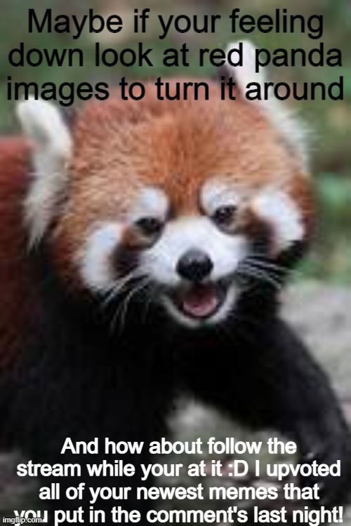 Follow the stream plz! | Maybe if your feeling down look at red panda images to turn it around; And how about follow the stream while your at it :D I upvoted all of your newest memes that you put in the comment's last night! | image tagged in put some memes in the stream as well i will upvote them | made w/ Imgflip meme maker