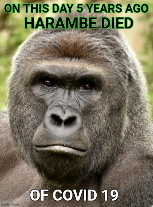 Rest in peace | ON THIS DAY 5 YEARS AGO; HARAMBE DIED; OF COVID 19 | image tagged in harambe,covid,covid-19,covid19 | made w/ Imgflip meme maker