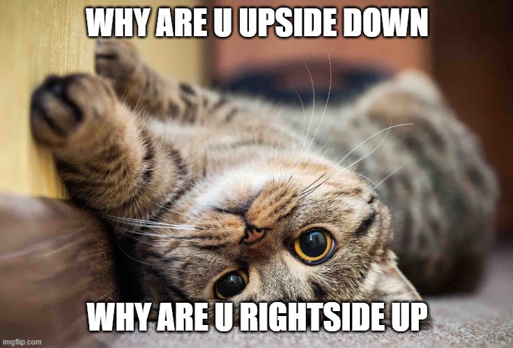 WHY ARE U UPSIDE DOWN; WHY ARE U RIGHTSIDE UP | made w/ Imgflip meme maker