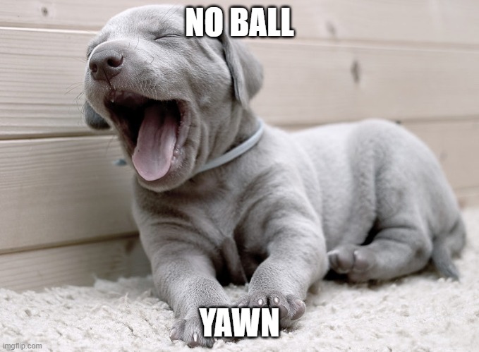 yawn | NO BALL; YAWN | image tagged in yawning | made w/ Imgflip meme maker
