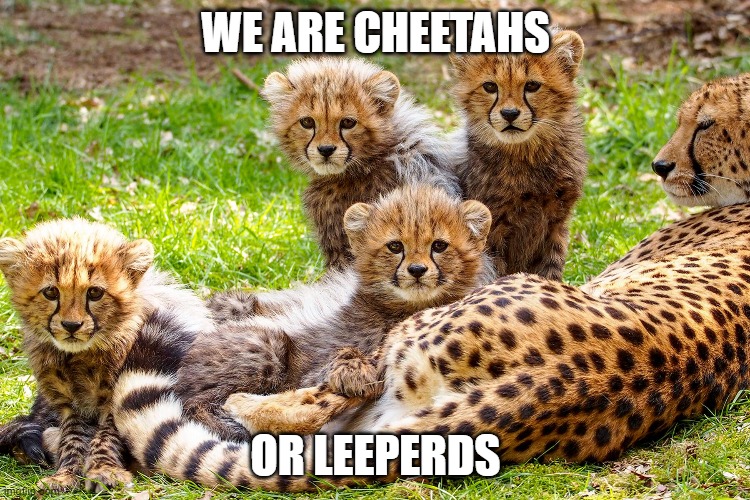 cheetahs | WE ARE CHEETAHS; OR LEEPERDS | made w/ Imgflip meme maker