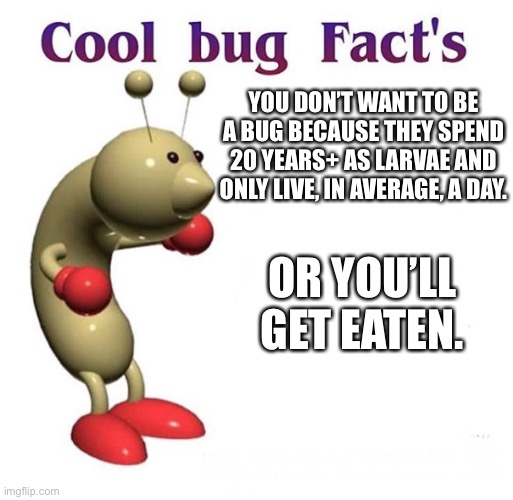 NoBeinBuggy | YOU DON’T WANT TO BE A BUG BECAUSE THEY SPEND 20 YEARS+ AS LARVAE AND ONLY LIVE, IN AVERAGE, A DAY. OR YOU’LL GET EATEN. | image tagged in cool bug facts | made w/ Imgflip meme maker