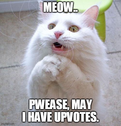 no srsly i wasnt joking when i said i was going to upvote beg | MEOW.. PWEASE, MAY I HAVE UPVOTES. | image tagged in begging cat | made w/ Imgflip meme maker