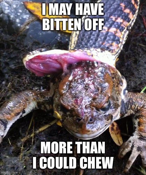 Frog in my throat | I MAY HAVE BITTEN OFF; MORE THAN I COULD CHEW | image tagged in challenge accepted,snake puns | made w/ Imgflip meme maker