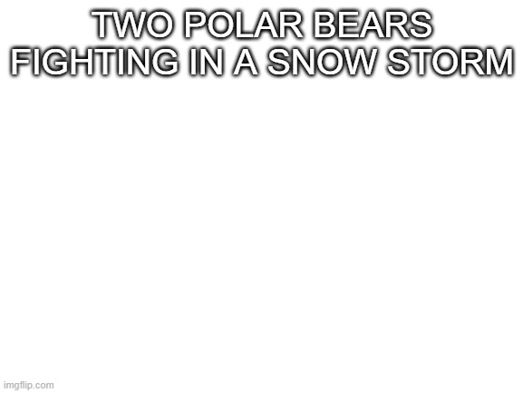 Wait, where did they go | TWO POLAR BEARS FIGHTING IN A SNOW STORM | image tagged in blank white template | made w/ Imgflip meme maker