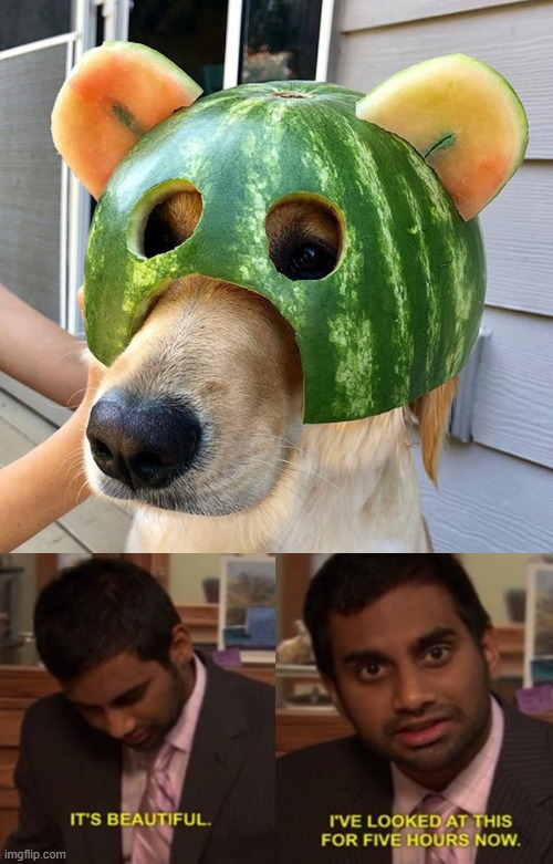watermelon helmet on dog | image tagged in its beutiful,watermelon,helmet,dog | made w/ Imgflip meme maker