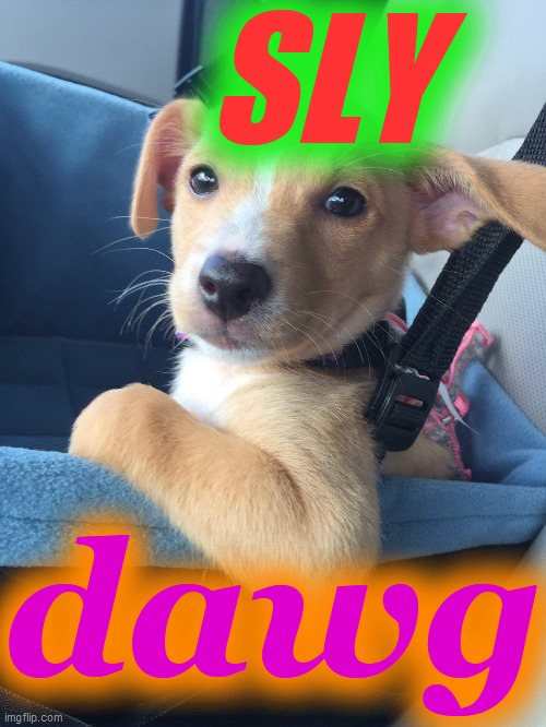 smart dog | SLY dawg | image tagged in smart dog | made w/ Imgflip meme maker
