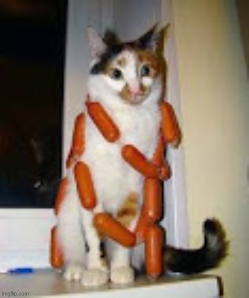 ALL HAIL SAUSAGE CAT!!!! | image tagged in idk | made w/ Imgflip meme maker