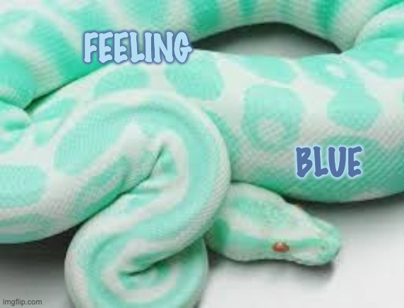 Sometimes . . . | FEELING; BLUE | image tagged in awesome snek,cute,snake,snek | made w/ Imgflip meme maker