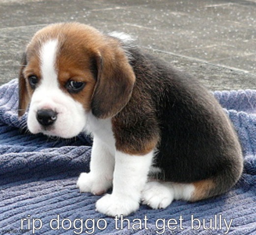 sad dog | rip doggo that get bully | image tagged in sad dog | made w/ Imgflip meme maker