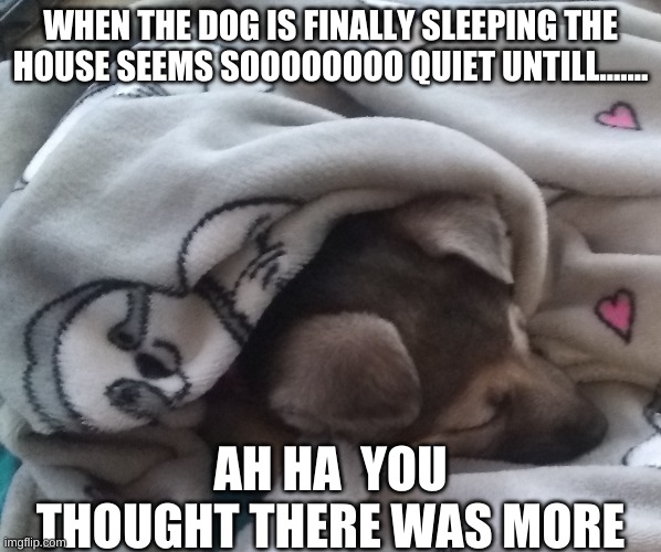 Dog time | WHEN THE DOG IS FINALLY SLEEPING THE HOUSE SEEMS SOOOOOOOO QUIET UNTILL....... AH HA  YOU THOUGHT THERE WAS MORE | image tagged in cute dogs | made w/ Imgflip meme maker