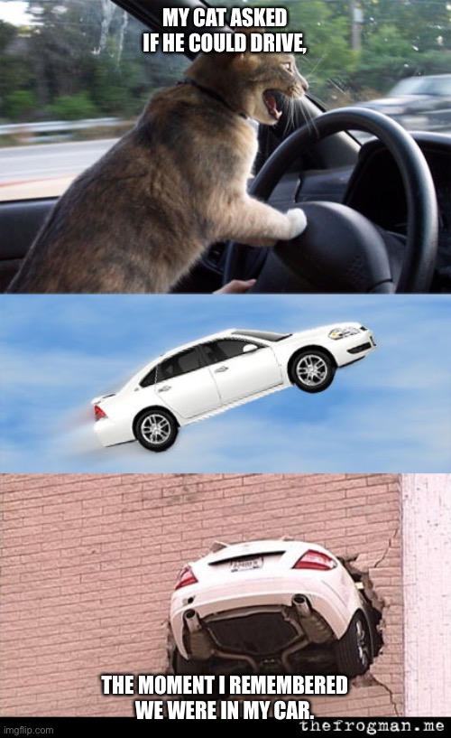 cat car |  MY CAT ASKED IF HE COULD DRIVE, THE MOMENT I REMEMBERED WE WERE IN MY CAR. | image tagged in cat car | made w/ Imgflip meme maker