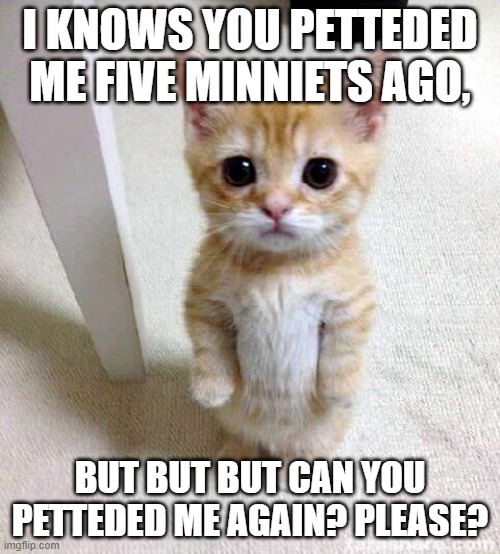 Cute Cat | I KNOWS YOU PETTEDED ME FIVE MINNIETS AGO, BUT BUT BUT CAN YOU PETTEDED ME AGAIN? PLEASE? | image tagged in memes,cute cat | made w/ Imgflip meme maker