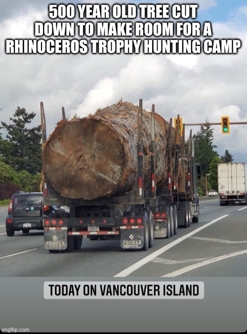 Illegal tree harvesting | 500 YEAR OLD TREE CUT DOWN TO MAKE ROOM FOR A RHINOCEROS TROPHY HUNTING CAMP | image tagged in old spruce tree | made w/ Imgflip meme maker