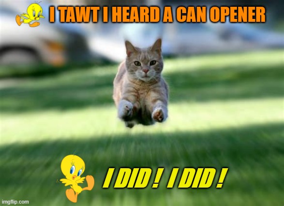 A very Tweetie observation | I TAWT I HEARD A CAN OPENER; I DID !  I DID ! | image tagged in cat flying,cats,tweety bird,cat at dinner,feeding,cat meme | made w/ Imgflip meme maker