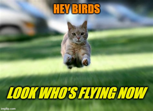 New domain | HEY BIRDS; LOOK WHO'S FLYING NOW | image tagged in cat flying,cats,birds,flying,cat meme | made w/ Imgflip meme maker