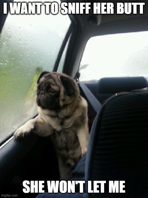 Introspective Pug | I WANT TO SNIFF HER BUTT SHE WON'T LET ME | image tagged in introspective pug | made w/ Imgflip meme maker