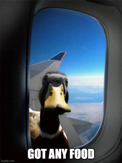 food | GOT ANY FOOD | image tagged in airplane duck | made w/ Imgflip meme maker