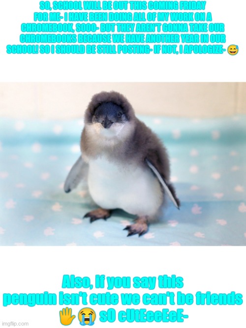 So adorable- | SO, SCHOOL WILL BE OUT THIS COMING FRIDAY FOR ME- I HAVE BEEN DOING ALL OF MY WORK ON A CHROMEBOOK, SOOO- BUT THEY AREN'T GONNA TAKE OUR CHROMEBOOKS BECAUSE WE HAVE ANOTHER YEAR IN OUR SCHOOL! SO I SHOULD BE STILL POSTING- IF NOT, I APOLOGIZE- 😅; Also, if you say this penguin isn't cute we can't be friends
🖐️😭 sO cUtEeeEeE- | image tagged in baby penguin,sorry in advance | made w/ Imgflip meme maker