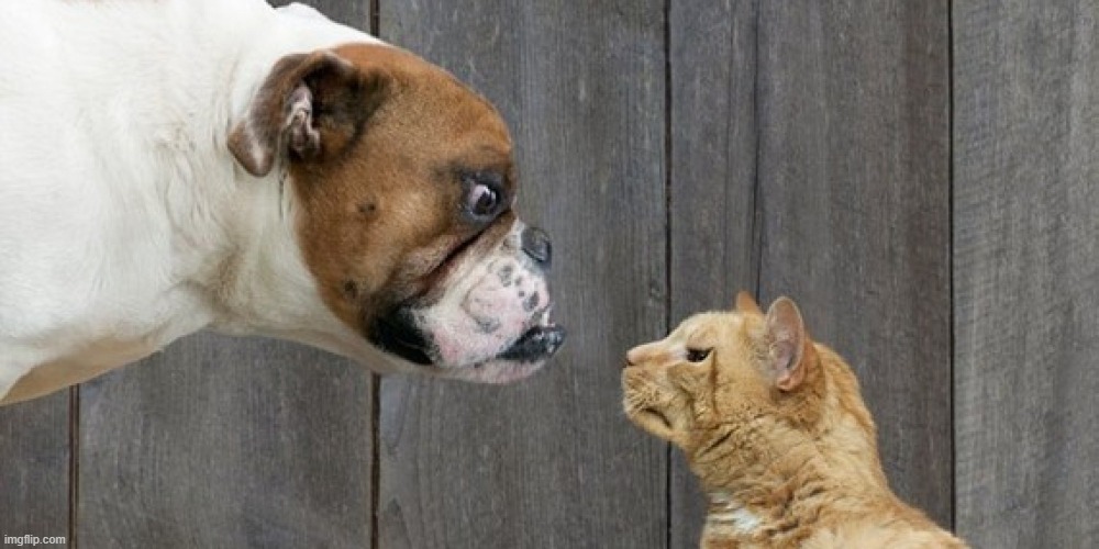 Template listed as "dog vs cat" [Link in comments] | image tagged in dog vs cat,dogs,cats,animals,new template,template | made w/ Imgflip meme maker