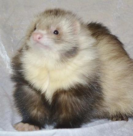 High Quality HumanFerret Blank Meme Template