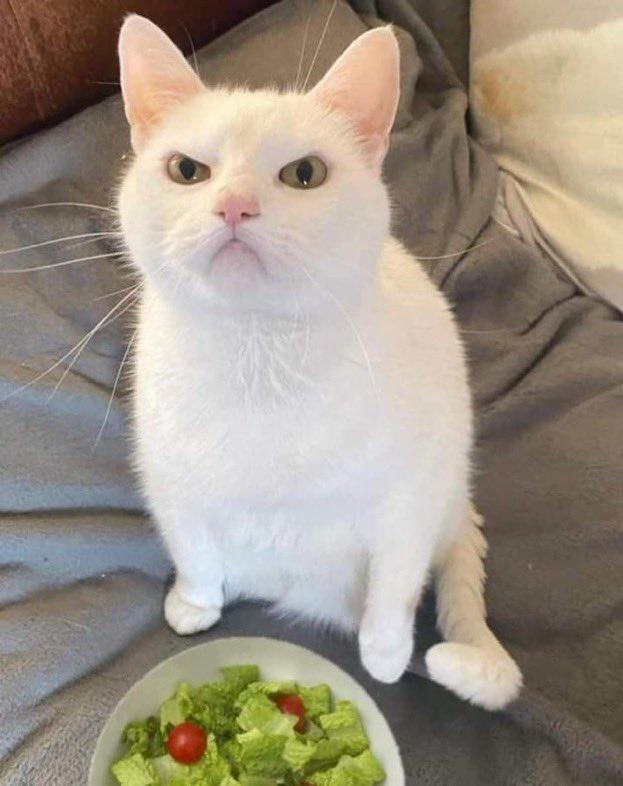 High Quality ANGRY CAT SALAD Blank Meme Template