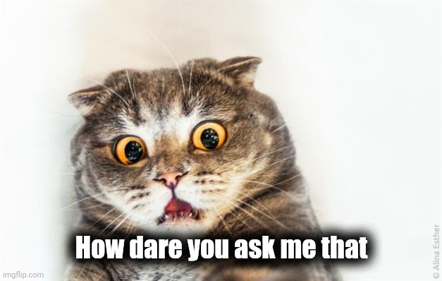 horrified cat | How dare you ask me that | image tagged in horrified cat | made w/ Imgflip meme maker