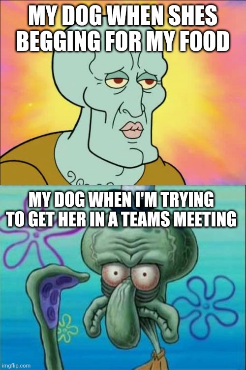 Squidward | MY DOG WHEN SHES BEGGING FOR MY FOOD; MY DOG WHEN I'M TRYING TO GET HER IN A TEAMS MEETING | image tagged in memes,squidward | made w/ Imgflip meme maker