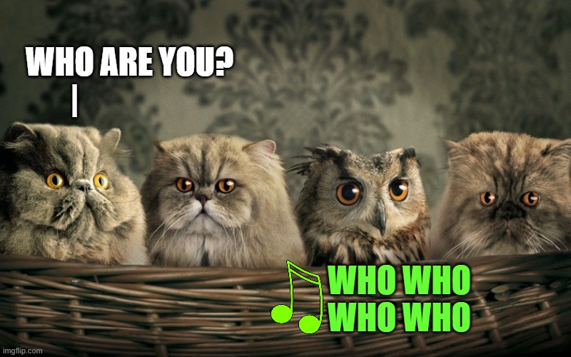 One of these things is not like the other | WHO ARE YOU?
       |; WHO WHO
WHO WHO | image tagged in cats with owl,cats,owl,the who,music,1970s | made w/ Imgflip meme maker