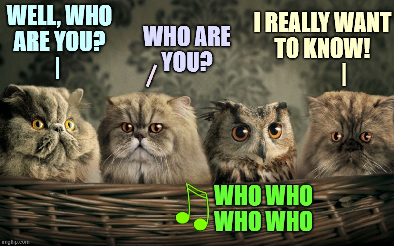 Who are you? | WELL, WHO
 ARE YOU?
|; WHO ARE
YOU? I REALLY WANT
TO KNOW!
          |; |; WHO WHO
WHO WHO | image tagged in cats with owl,music,1970s,the who,owl,cats | made w/ Imgflip meme maker