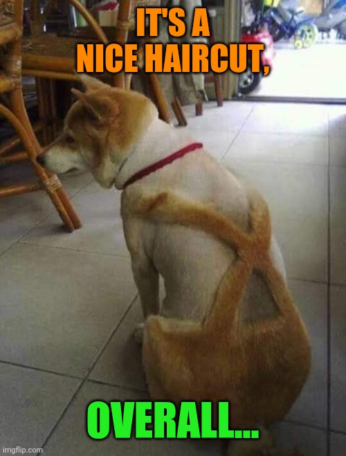 Dungaree Doggy Doo | IT'S A NICE HAIRCUT, OVERALL... | image tagged in dogs,funny haircut,lol | made w/ Imgflip meme maker
