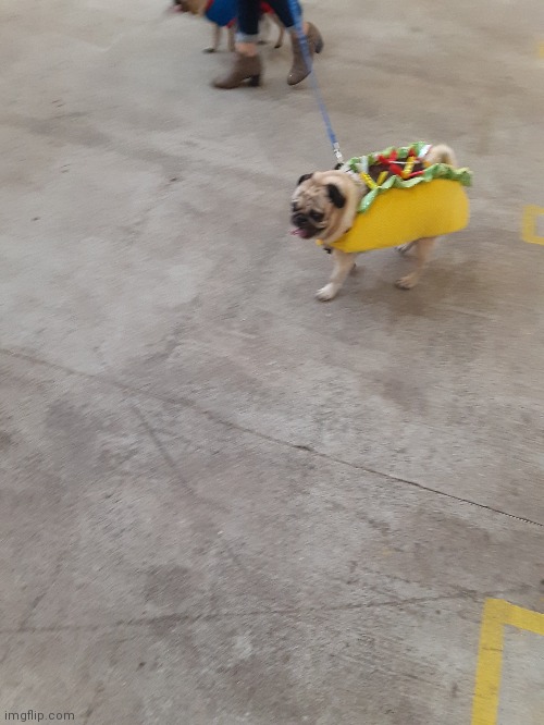 image tagged in tacopug | made w/ Imgflip meme maker