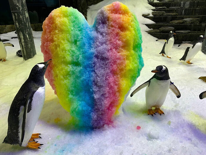 High Quality gay penguins Blank Meme Template