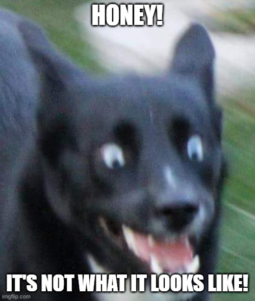 Scared Doggo | HONEY! IT'S NOT WHAT IT LOOKS LIKE! | image tagged in scared doggo | made w/ Imgflip meme maker