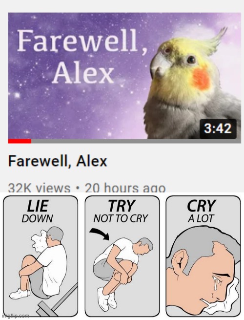 R.I.P Alex | image tagged in sit down try not to cry cry alot,alex,birb,sad,rip | made w/ Imgflip meme maker