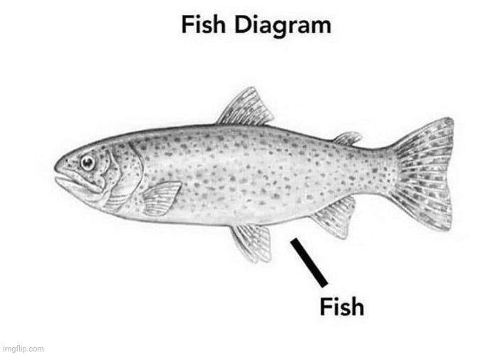 Fish Diagram | image tagged in fish | made w/ Imgflip meme maker