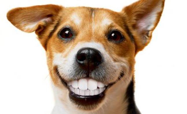 High Quality White teeth doge Blank Meme Template