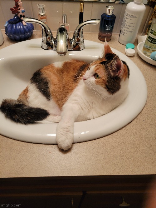Chonk in a sink | image tagged in chonk | made w/ Imgflip meme maker