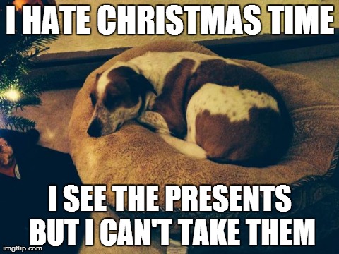 image tagged in depressed dog,funny | made w/ Imgflip meme maker