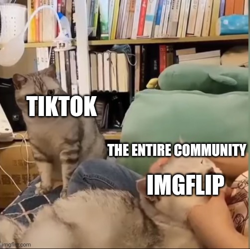 Sad cat looking at happy cat | TIKTOK; THE ENTIRE COMMUNITY; IMGFLIP | image tagged in sad cat looking at happy cat | made w/ Imgflip meme maker