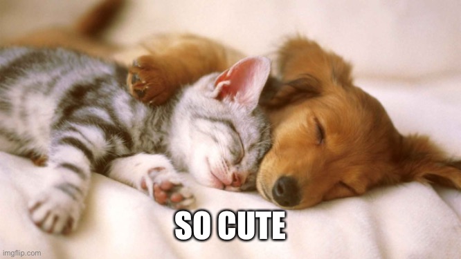 cats and dogs sleeping together | SO CUTE | image tagged in cats and dogs sleeping together,cats,dogs,cats and dogs,cats and dogs living together | made w/ Imgflip meme maker