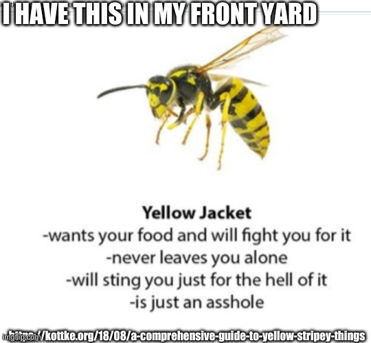 A Comprehensive Guide to Yellow Stripey Things