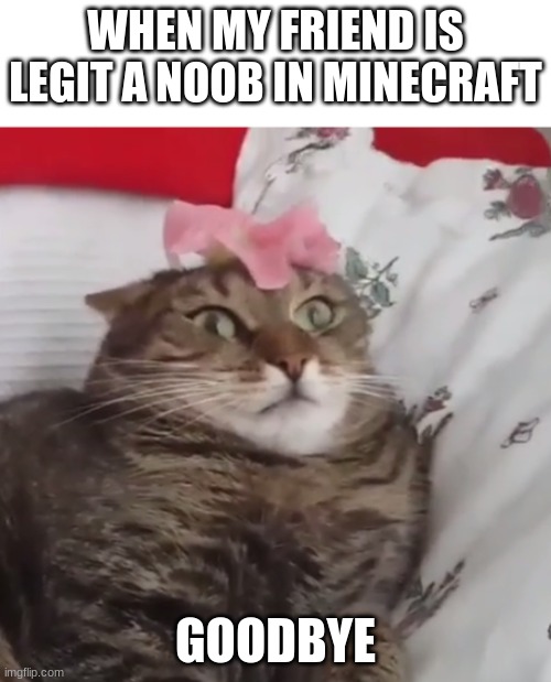 Noob friendz | WHEN MY FRIEND IS LEGIT A NOOB IN MINECRAFT; GOODBYE | image tagged in cat can't handle flower | made w/ Imgflip meme maker