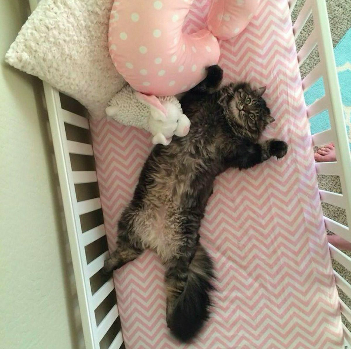 Котенок в кроватке