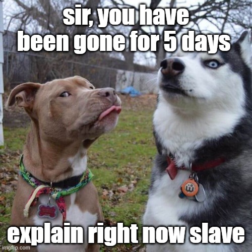 explain slave! | sir, you have been gone for 5 days; explain right now slave | image tagged in pitsky looking | made w/ Imgflip meme maker