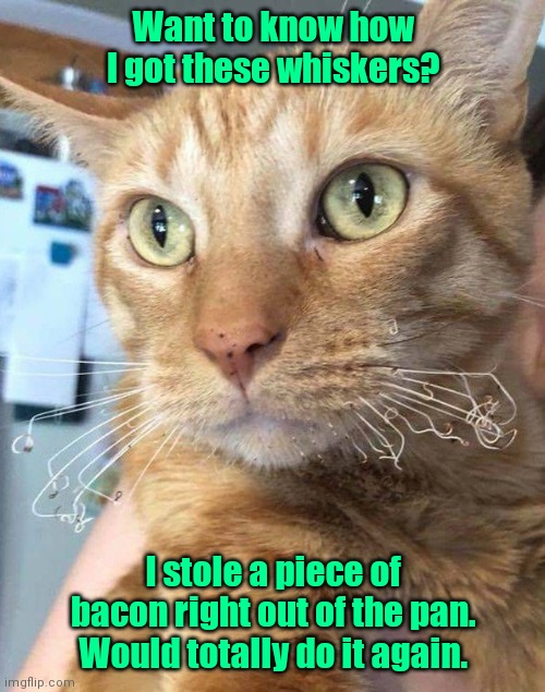 Yes, he would do it again. | Want to know how I got these whiskers? I stole a piece of bacon right out of the pan.
Would totally do it again. | image tagged in singed whiskers,funny | made w/ Imgflip meme maker