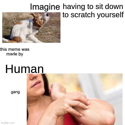 I'm not leaving imgflip yet, apparently! | having to sit down to scratch yourself; Human | image tagged in imagine,itching,dogs,humans | made w/ Imgflip meme maker