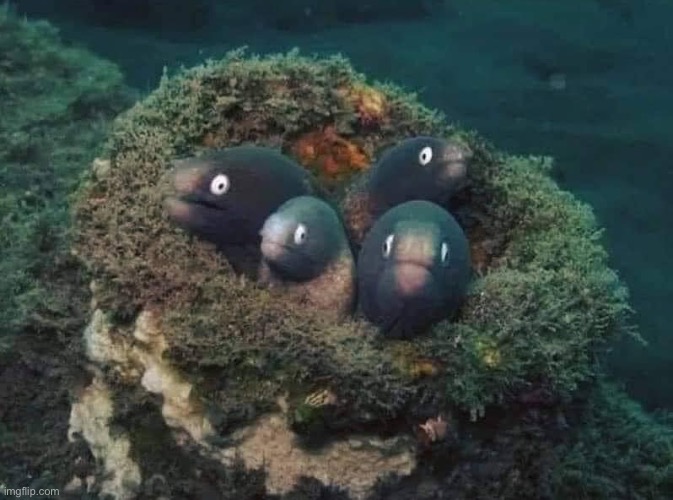 4 eels | image tagged in 4 eels | made w/ Imgflip meme maker